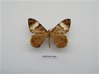 藏品(尺蛾211)的圖片